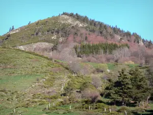 Regionaler Naturpark der Ardèche-Berge - Weideplätze und Bäume