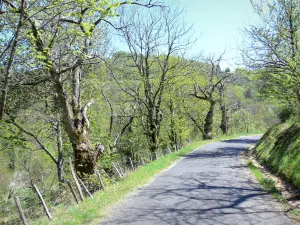 Regionaler Naturpark der Ardèche-Berge - Land der Kastanienbäume: kleiner Reiseweg gesäumt von Bäumen