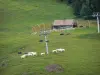 Regionaler Naturpark des Haut-Jura - Wintersportort Les Rousses im Sommer: Sesselbahn (Skilift), Kuhherde, Alm (Weide), Almhütte und Tannen (Bäume)