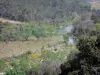 Regionaler Naturpark des Haut-Languedoc - Fluss, Gebüsch, Bäume, blühender Ginster und Felder mit Rebstöcken