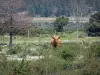 Regionaler Naturpark des Haut-Languedoc - Kuh in einer Wiese, Vegetation, Bäume