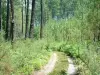 Regionaler Naturpark der Landes in der Gascogne - Regionaler Naturpark der Landes de Gascogne: Weg durchquerend den Kiefernwald (Kieferngehölz)