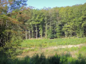 Regionaler Naturpark Morvan - Blick auf den Wald