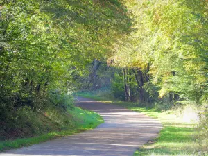 Regionaler Naturpark Morvan - Kleine, von Bäumen gesäumte Straße