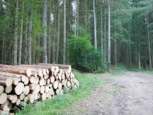 Regionaler Naturpark Morvan - Baumstämme gestapelt am Eingang zu einem Wald