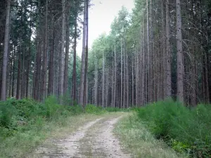 Regionaler Naturpark Morvan - Waldweg