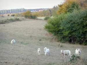 Regionaler Naturpark Morvan - Kühe auf einer Wiese am Waldrand