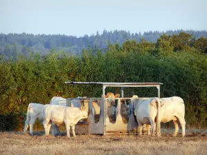 Regionaler Naturpark Morvan - Weiße Charolais-Kühe auf einer Wiese