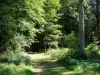 Regionaler Naturpark Scarpe-Escaut - Weg, Unterholz und Bäume des Waldes von Raismes-Saint-Amand-Wallers