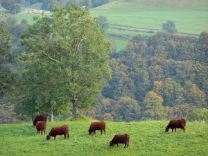 Regionaler Naturpark der Vulkane der Auvergne - Kuhherde in einer Wiese, Bäume im Hintergrund