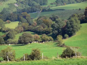 Regionaler Naturpark der Vulkane der Auvergne - Weiden und Bäume