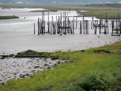 Réserve Naturelle de la baie de l'Aiguillon