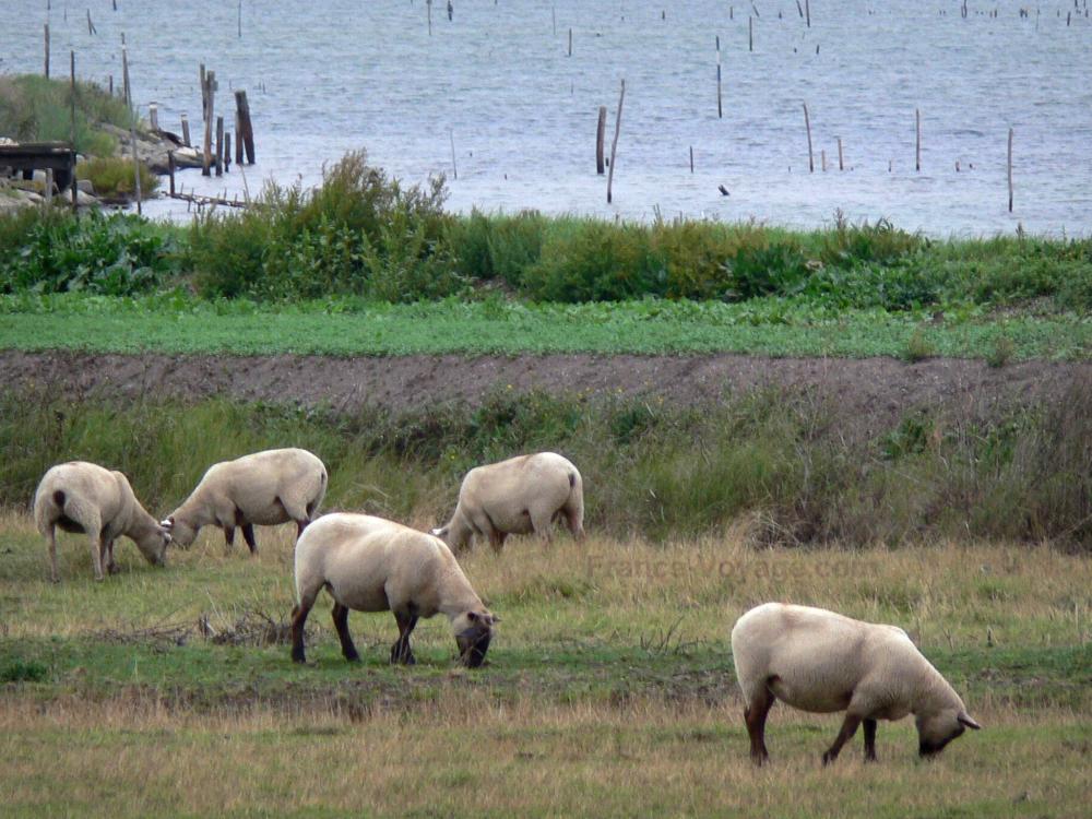 Photos Réserve Naturelle de la baie de l'Aiguillon 5 images de
