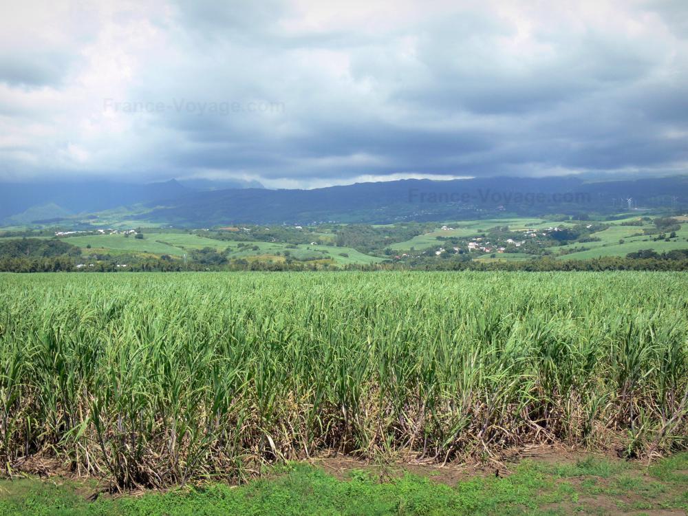 Guide de la Réunion - Paysages de La Réunion - Étendue verdoyante de champs de cannes à sucre, dans le Nord-Est de l'île