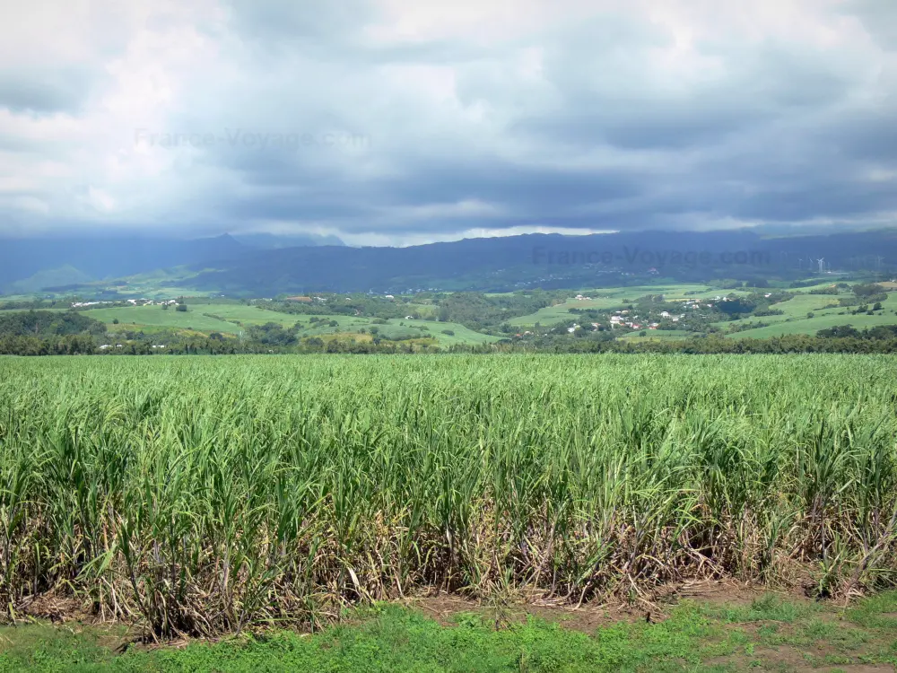 Guide of the Réunion - Landscapes of Réunion - Green area of sugar cane fields in the North East of the island