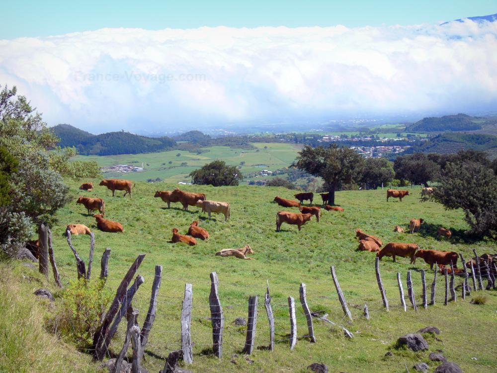 Guide de la Réunion - Paysages de La Réunion - Vue sur un troupeau de vaches dans un pré et la plaine des Cafres depuis la route du Volcan
