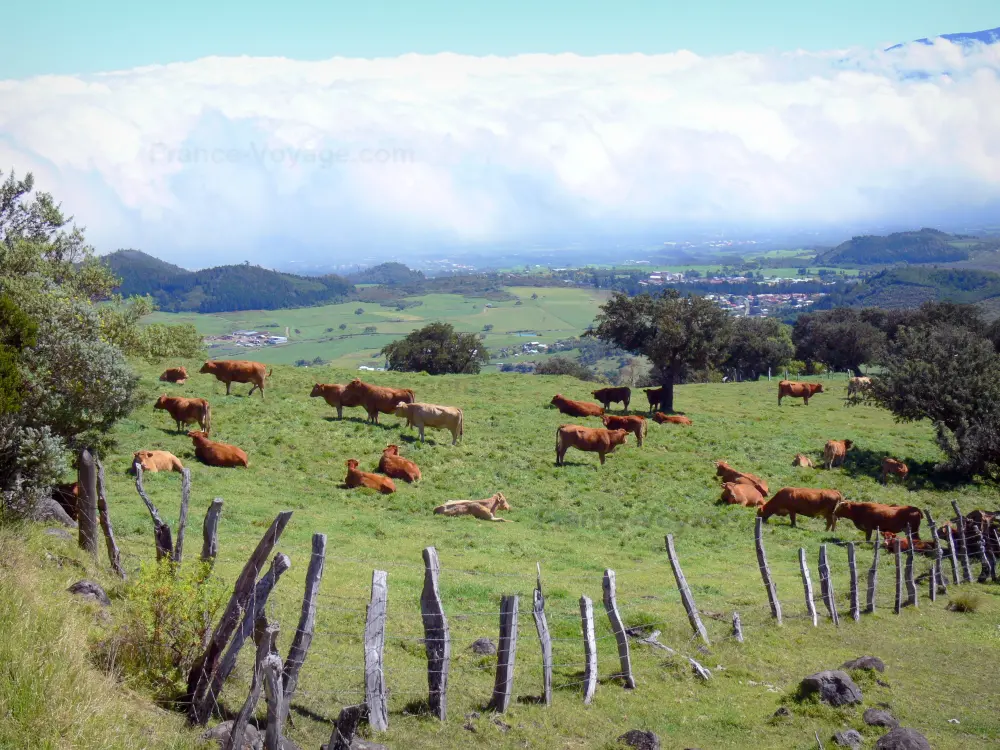 Guide of the Réunion - Landscapes of Réunion - View of a herd of cows in a meadow and the Cafres plain from the volcano road