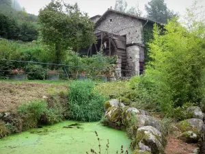 Richard de Bas Mill - Sítio da fábrica de papel: edifício de pedra e sua roda, lagoa, vegetação e bambu; na comuna de Ambert, no Parque Natural Regional Livradois-Forez