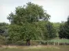 Riserva naturale di Chérine - Alberi in un prato nel Parco Naturale Regionale della Brenne