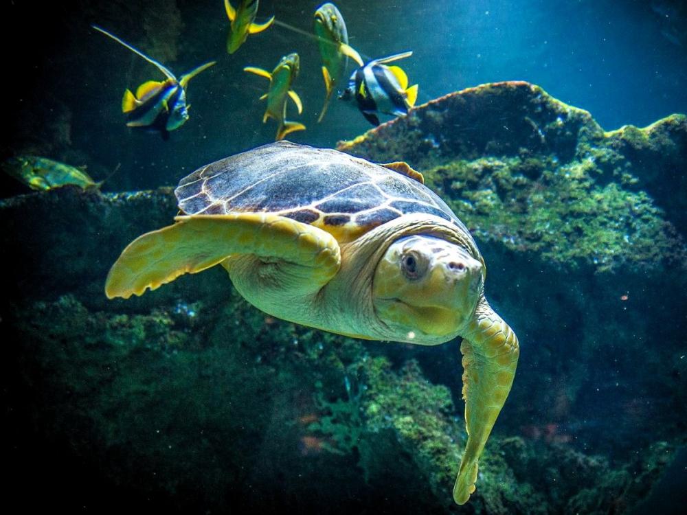Photos La Rochelle Aquarium Tourism & Holiday Guide