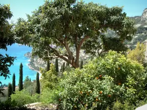Roquebrune-Cap-Martin - Vegetación: naranjos y cipreses, y el mar en el fondo