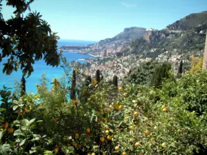 Roquebrune-Cap-Martin - Vegetación: limón, ciprés y otros árboles con el Principado de Mónaco y el mar en el fondo