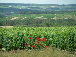 Rota do Champanhe - Côte des Bar: ervas, roseira (rosas vermelhas), vinhas, árvores e colinas cobertas de vinhas