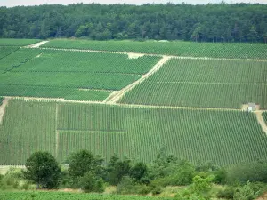 Rota do Champanhe - Côte des Bar: árvores, vinhas e florestas