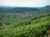 Rota do Vinho - Colina coberta de vinhas, aldeia da Alsácia abaixo e florestas à distância