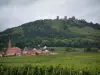 Rota do Vinho - Campo de vinhedo, aldeia da Alsácia e masmorras de Eguisheim (estrada dos cinco castelos) no cimo de uma pequena colina