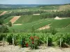 Route du Champagne - Côte des Bar : rosier (roses rouges), vignes et collines couvertes de champs de vignes