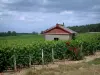 Route du Champagne - Côte des Bar : chemin, rosier (roses rouges) et maisonnette (cabane) dans les vignes