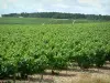 Route du Champagne - Côte des Bar : vignes et forêt en arrière-plan