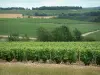 Route du Champagne - Côte des Bar : champs de vignes et arbres