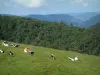 Route des Crêtes - Pâturage d'altitude (hautes chaumes) avec des vaches, forêt et collines en arrière-plan (Parc Naturel Régional des Ballons des Vosges)