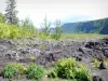 Route des Laves - Lave du piton de la Fournaise et végétation du Grand Brûlé