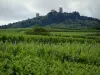 Route des Vins - Vignes et donjons d'Eguisheim (route des cinq châteaux) perchés sur une petite colline