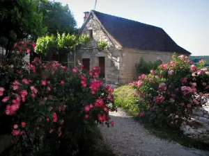 Saint-Cirq-Lapopie - Arbustos em flor e casa da aldeia, no vale do Lot, em Quercy