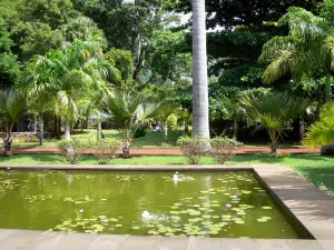 Saint-Denis - Piscina, exóticas palmeras y árboles del estado jardín