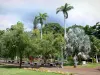 Saint-Denis - Palmeiras e árvores exóticas do Jardim Estadual