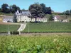 Saint-Émilion - Fonplégade castle surrounded by vineyards, vineyard of Saint-Émilion in the Bordeaux vineyard 