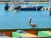 Saint-François - Pélican brun (grand gosier) posé sur une barque de pêcheur