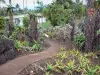 Saint-Leu - Jardin botanique de la Réunion : cactus de la collection Succulentes