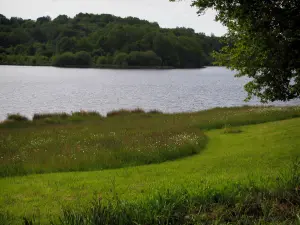 Saint-Pardoux lake - Lawn, wild flowers, lake and trees