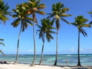 Sainte-Anne - Sable blanc, cocotiers et lagon de la plage de Bois Jolan