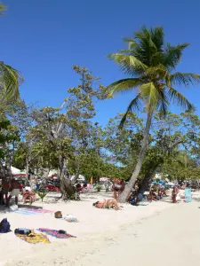 Sainte-Anne - Vacanciers se reposant sur le sable fin de la plage du Bourg plantée de cocotiers et de raisiniers