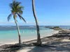 Sainte-Anne - Baignade dans le lagon turquoise de la plage de la Caravelle ponctuée de cocotiers