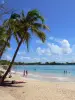 Sainte-Anne - Plage de Grande Anse des Salines avec son sable fin, ses cocotiers et sa mer turquoise