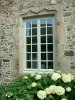 Sainte-Suzanne - Hydrangeas beneath a window