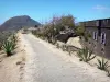 Les Saintes - Chemin de ronde du fort Napoléon et ses cactus
